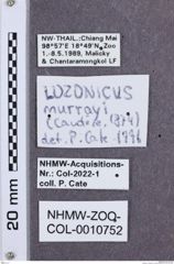 Etikette zu Alaolacon murrayi (NHMW-ZOO-COL-0010752)